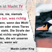 Martin Luther King, Fürchte dich nie, nie, niemals davor, das zu tun, was richtig ist, speziell dann, wenn das Wohl eines Menschen oder eines Tieres auf dem Spiel steht. Die Strafe der Gesellschaft ist nichts verglichen mit den Wunden, die wir unseren Seelen zufügen, wenn wir wegschauen.