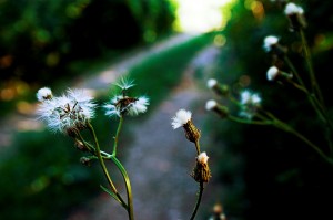 der-weg-braucht-ein-ziel