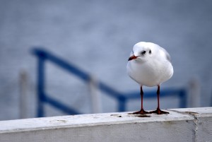 1233905_93841447 (1)