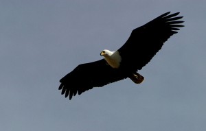 african-fish-eagle-1547633-639x406