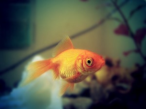 golden-fish-1383215